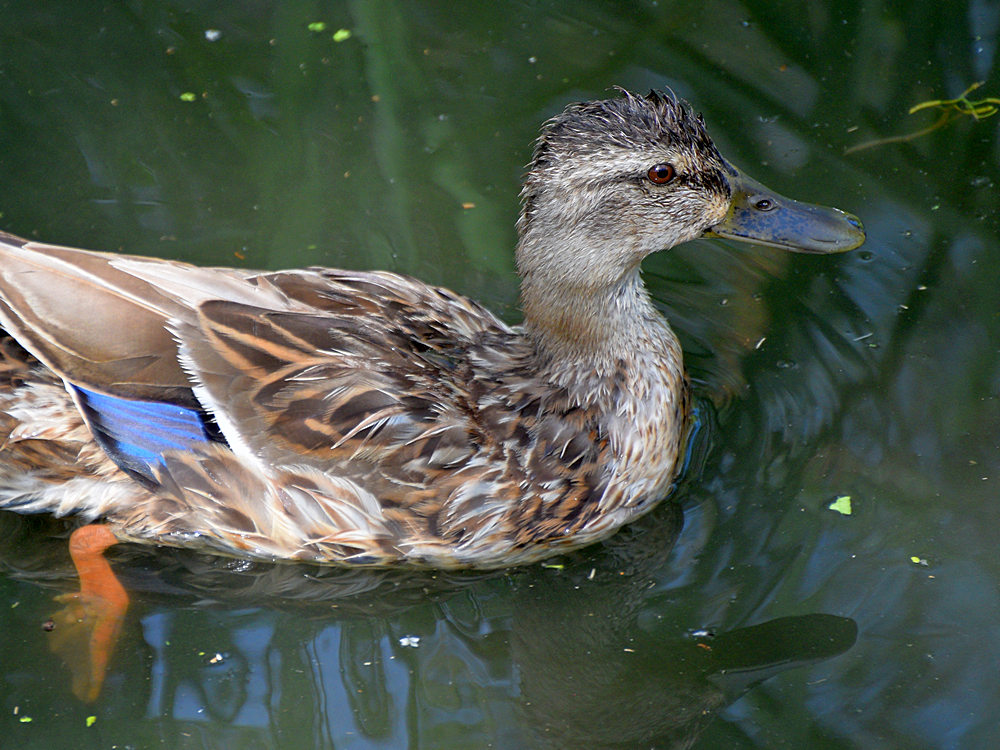 Mallard4.jpg