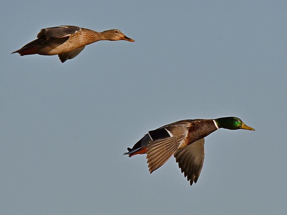 Mallard4.jpg