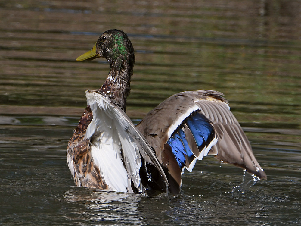 Mallard4.jpg