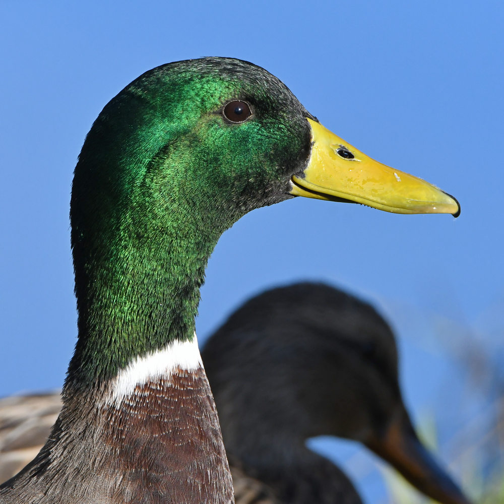 Mallard4.jpg