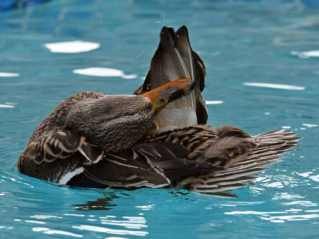 Mallard4.jpg