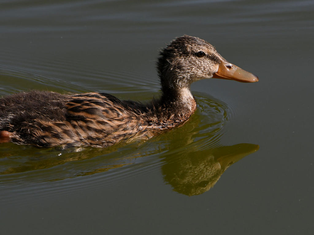 Mallard4.jpg