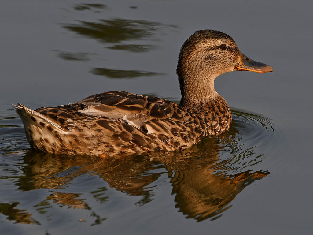 Mallard4.jpg