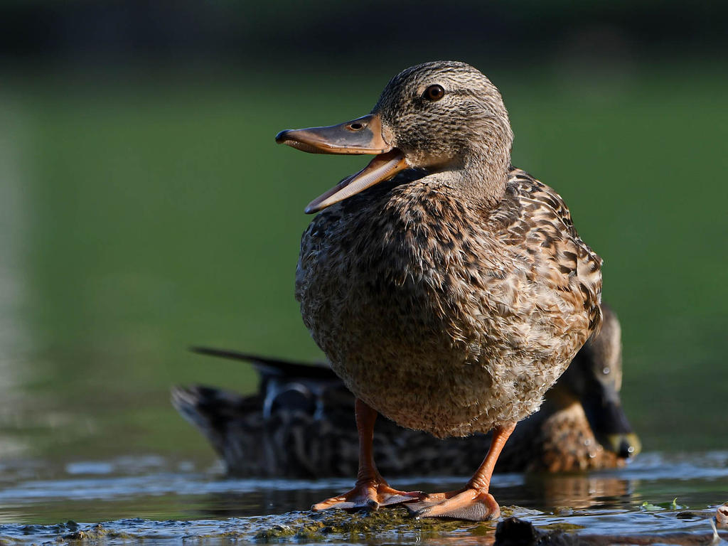 Mallard4.jpg
