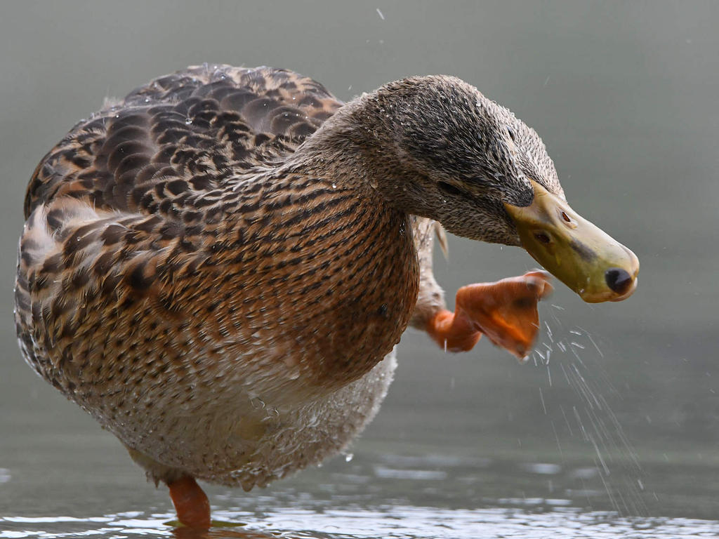 Mallard4.jpg