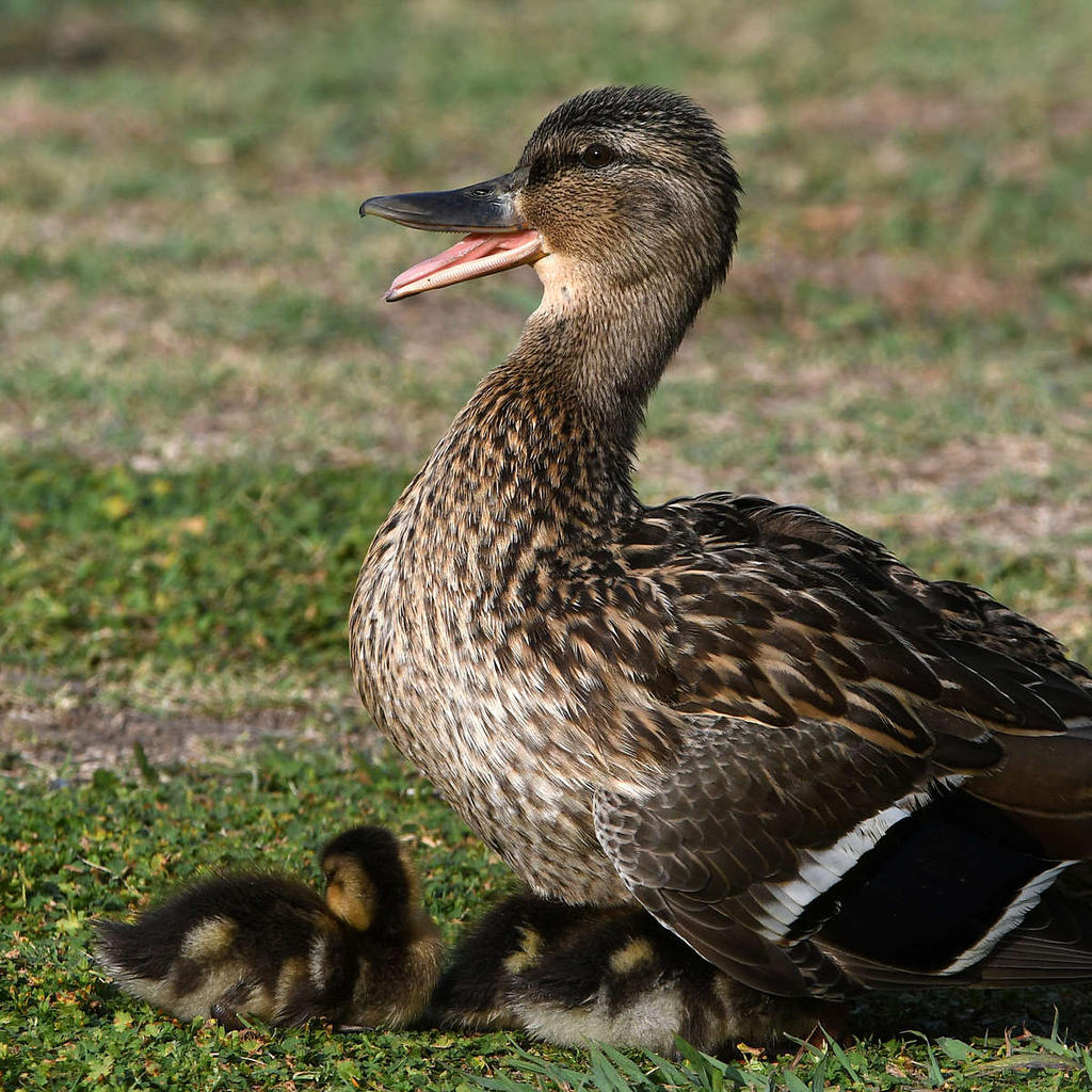 Mallard4.jpg