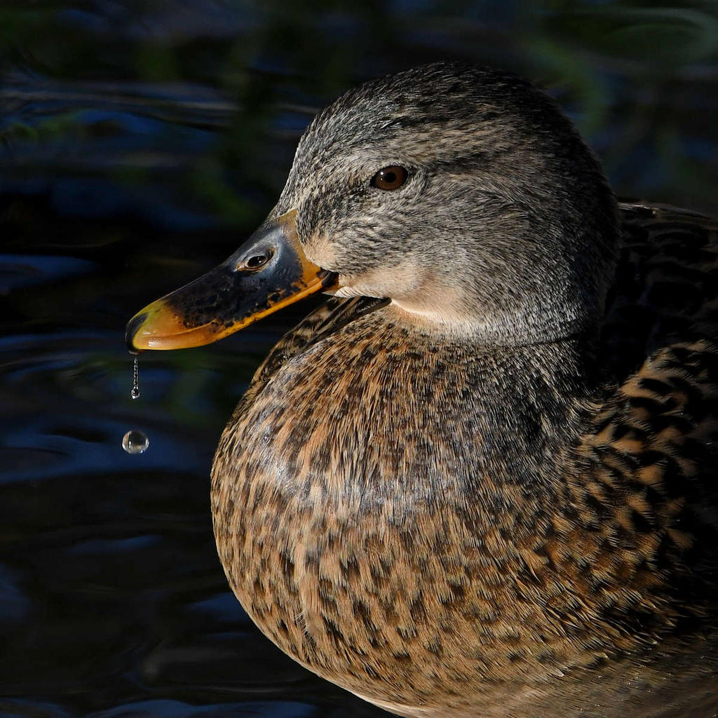 Mallard4.jpg