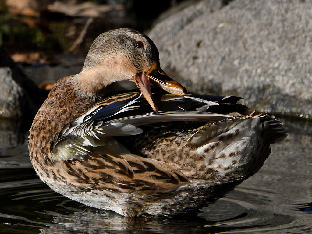 Mallard4.jpg
