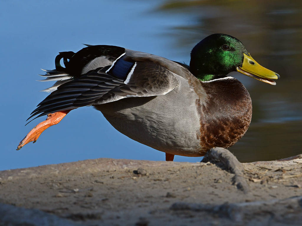 Mallard4.jpg