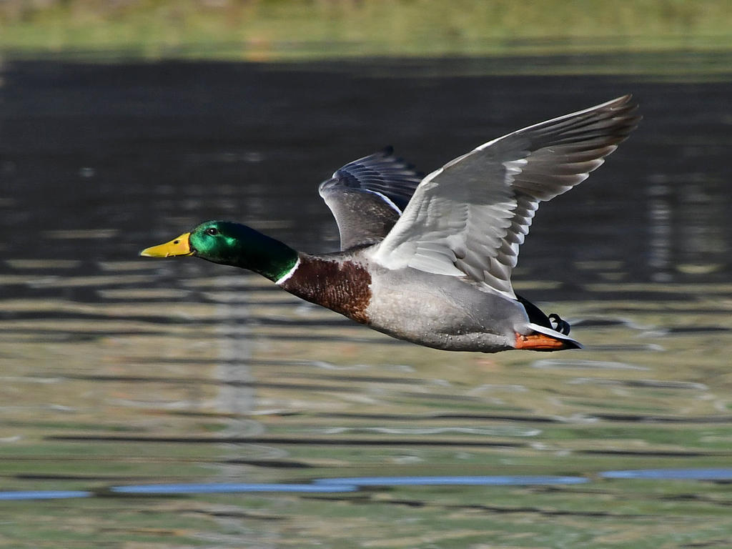 Mallard4.jpg