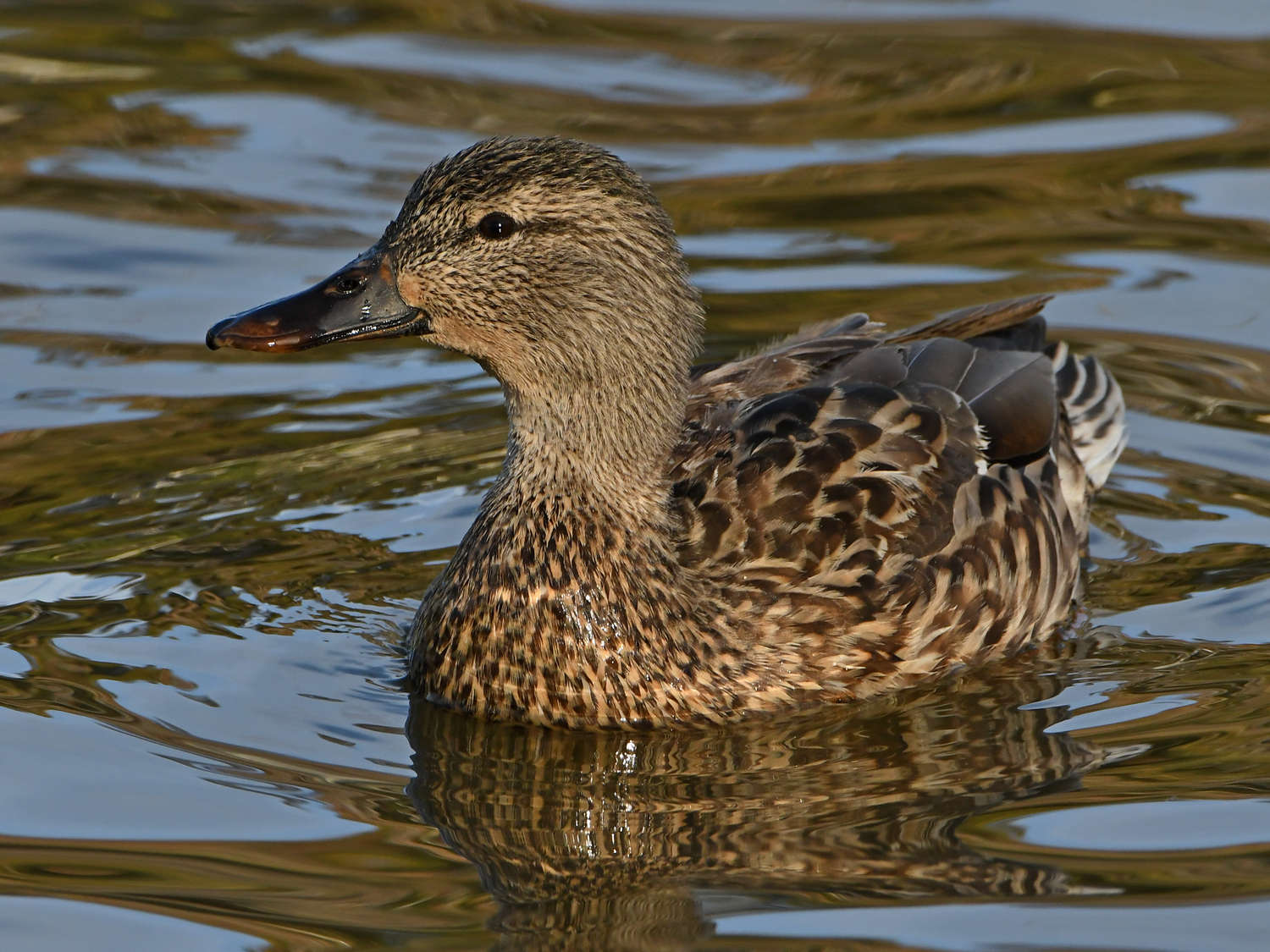 Mallard4.jpg