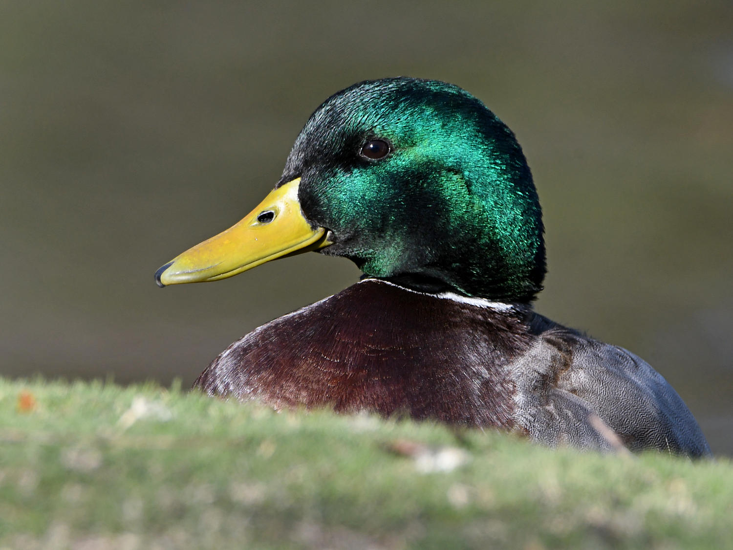 Mallard4.jpg