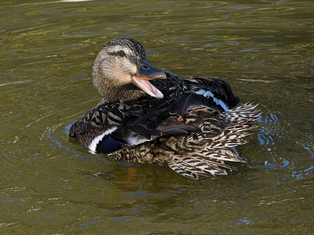 Mallard4_2022_09_06.jpg