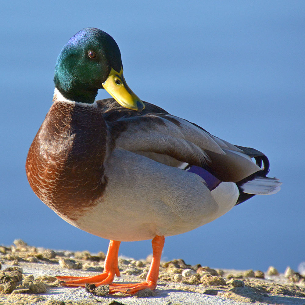 Mallard5.jpg