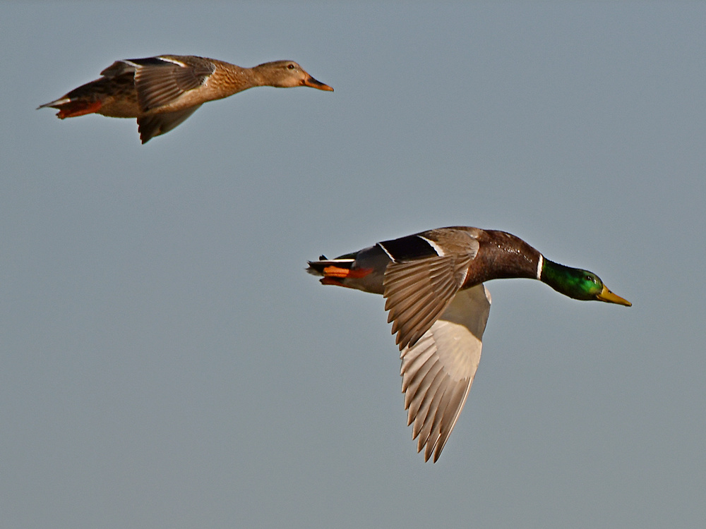 Mallard5.jpg
