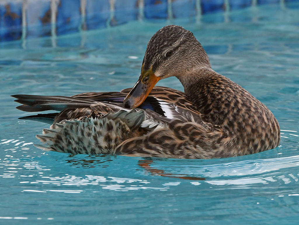 Mallard5.jpg