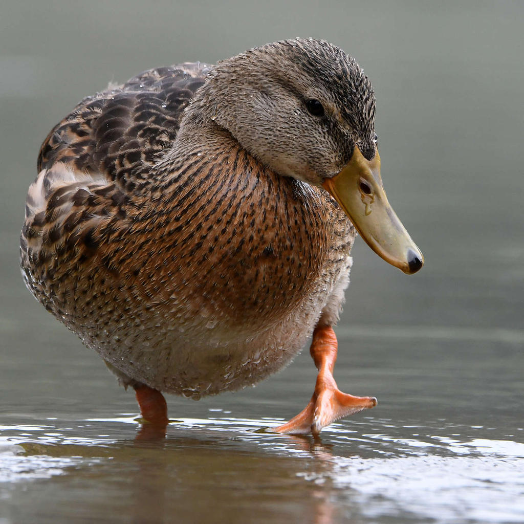 Mallard5.jpg