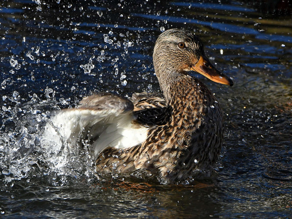 Mallard5.jpg