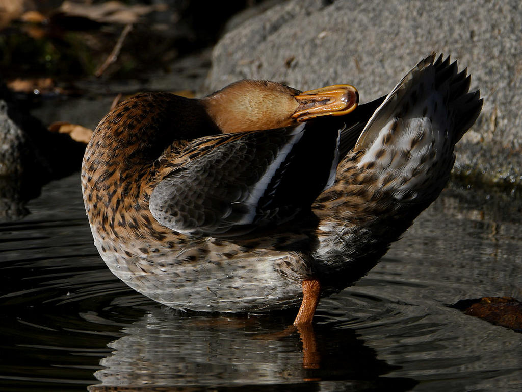 Mallard5.jpg