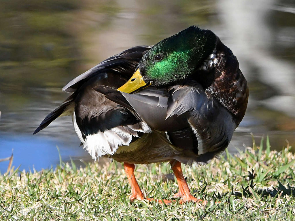 Mallard5.jpg