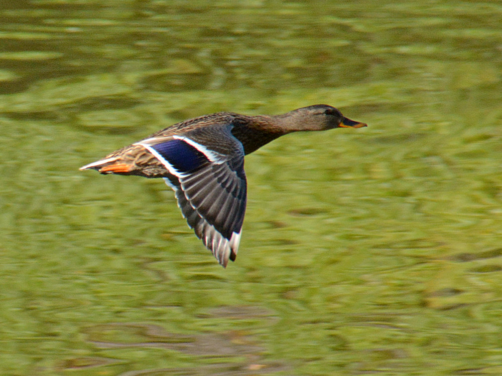 Mallard6.jpg