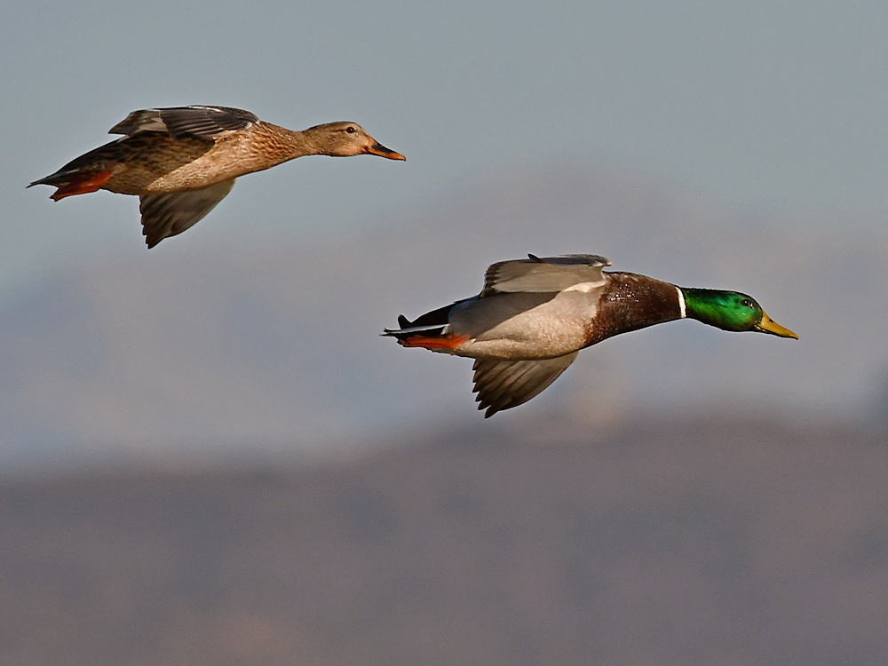 Mallard6.jpg