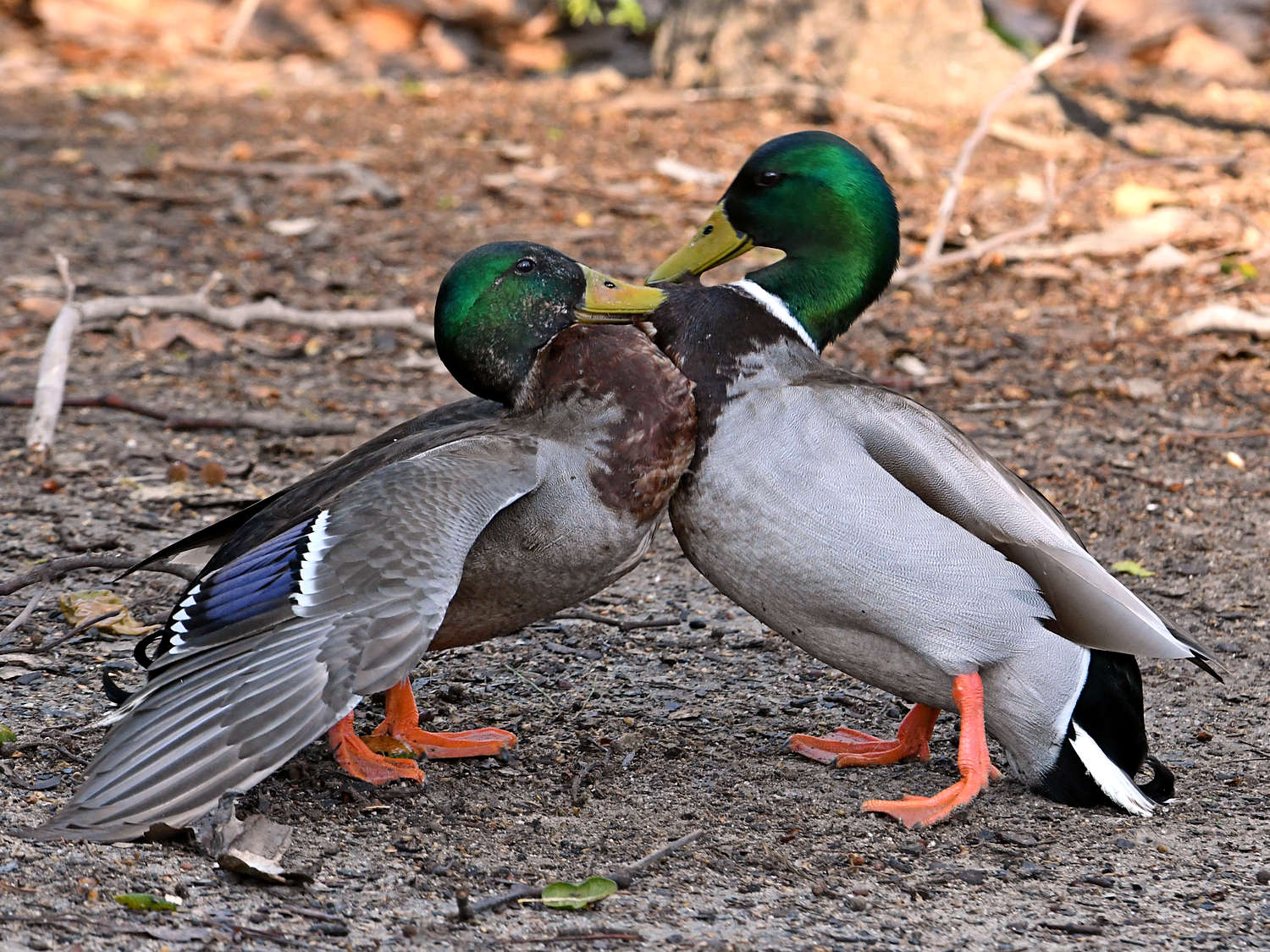Mallard6.jpg