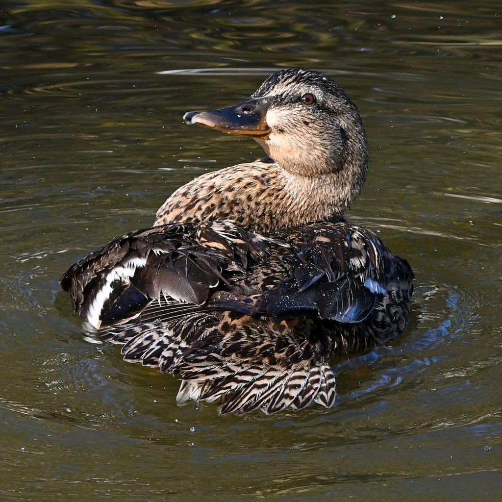 Mallard6_2022_09_06.jpg