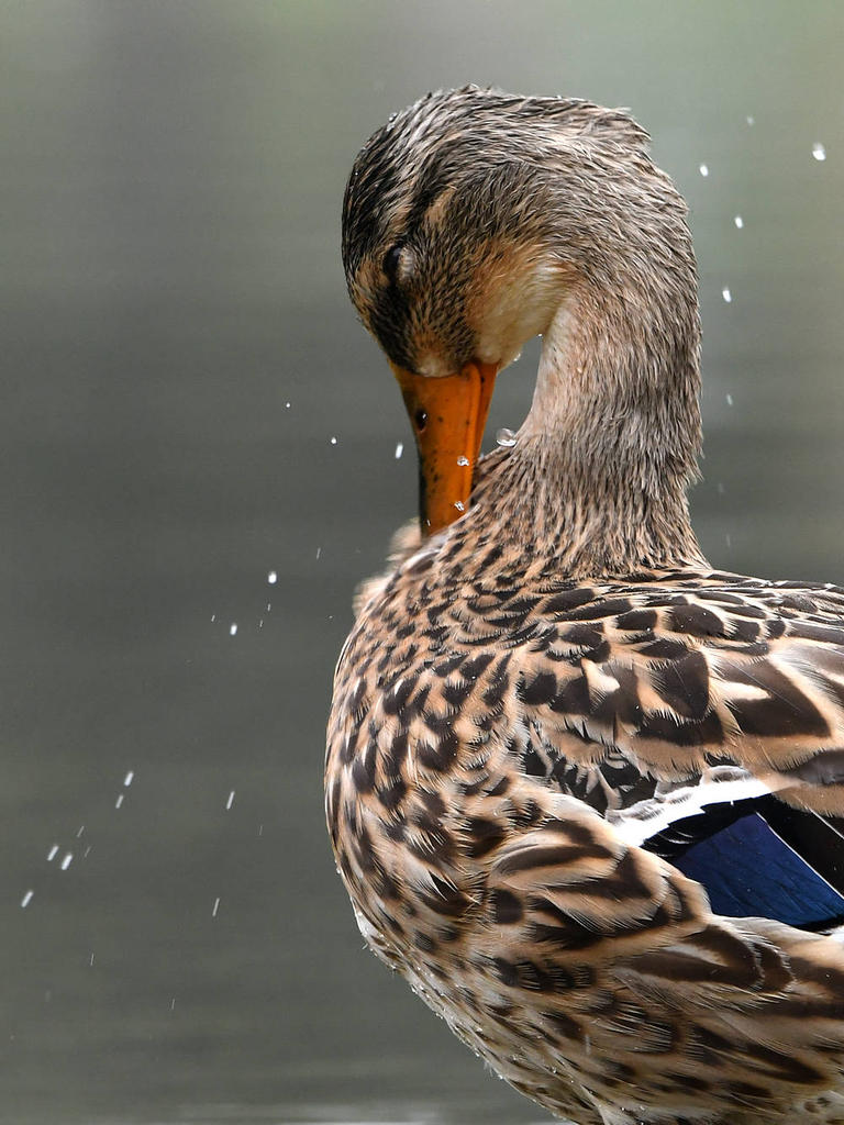 Mallard7.jpg