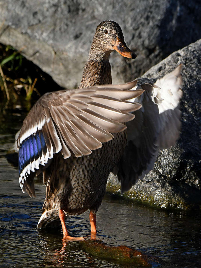 Mallard7.jpg