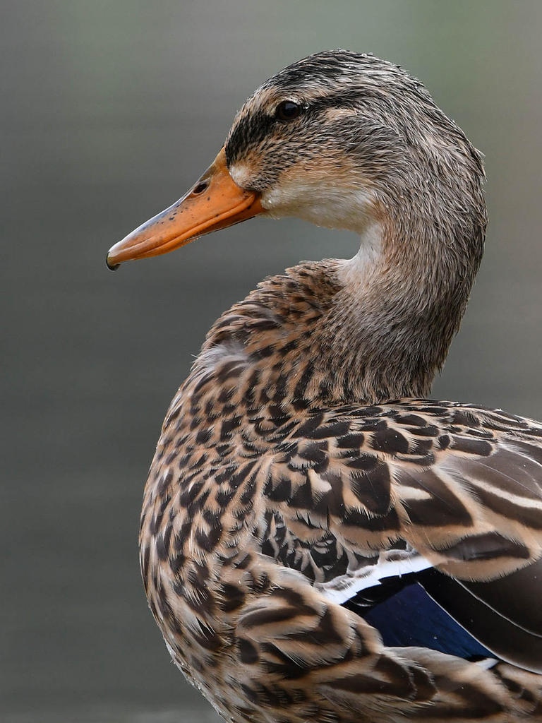 Mallard8.jpg