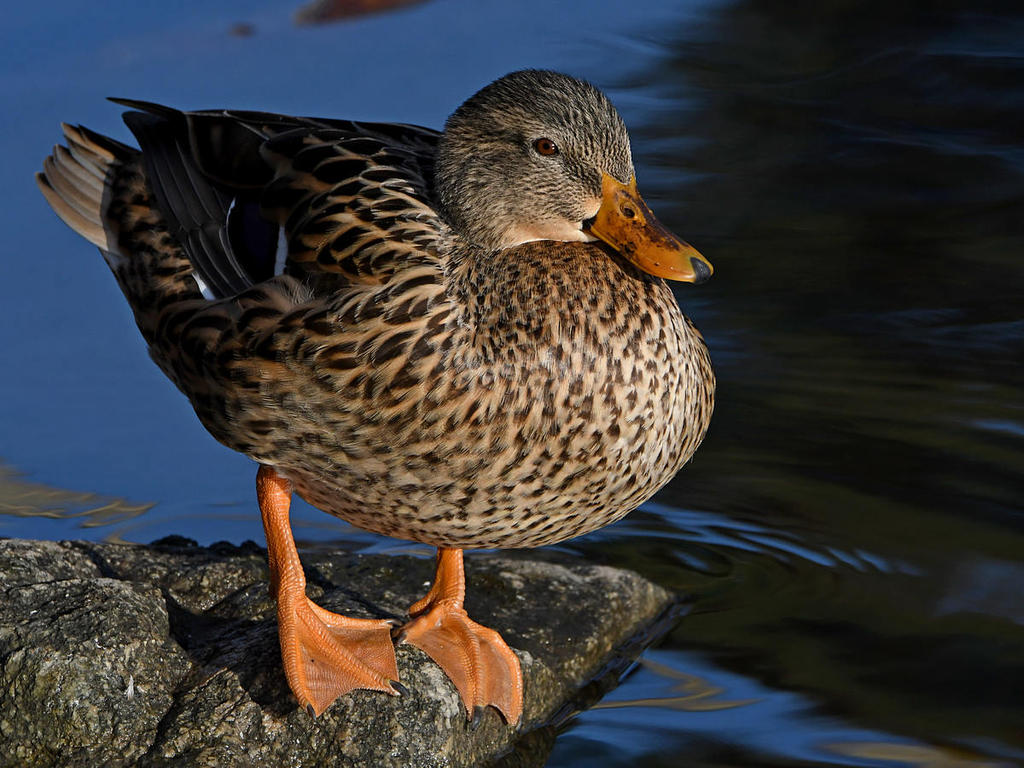 Mallard8.jpg