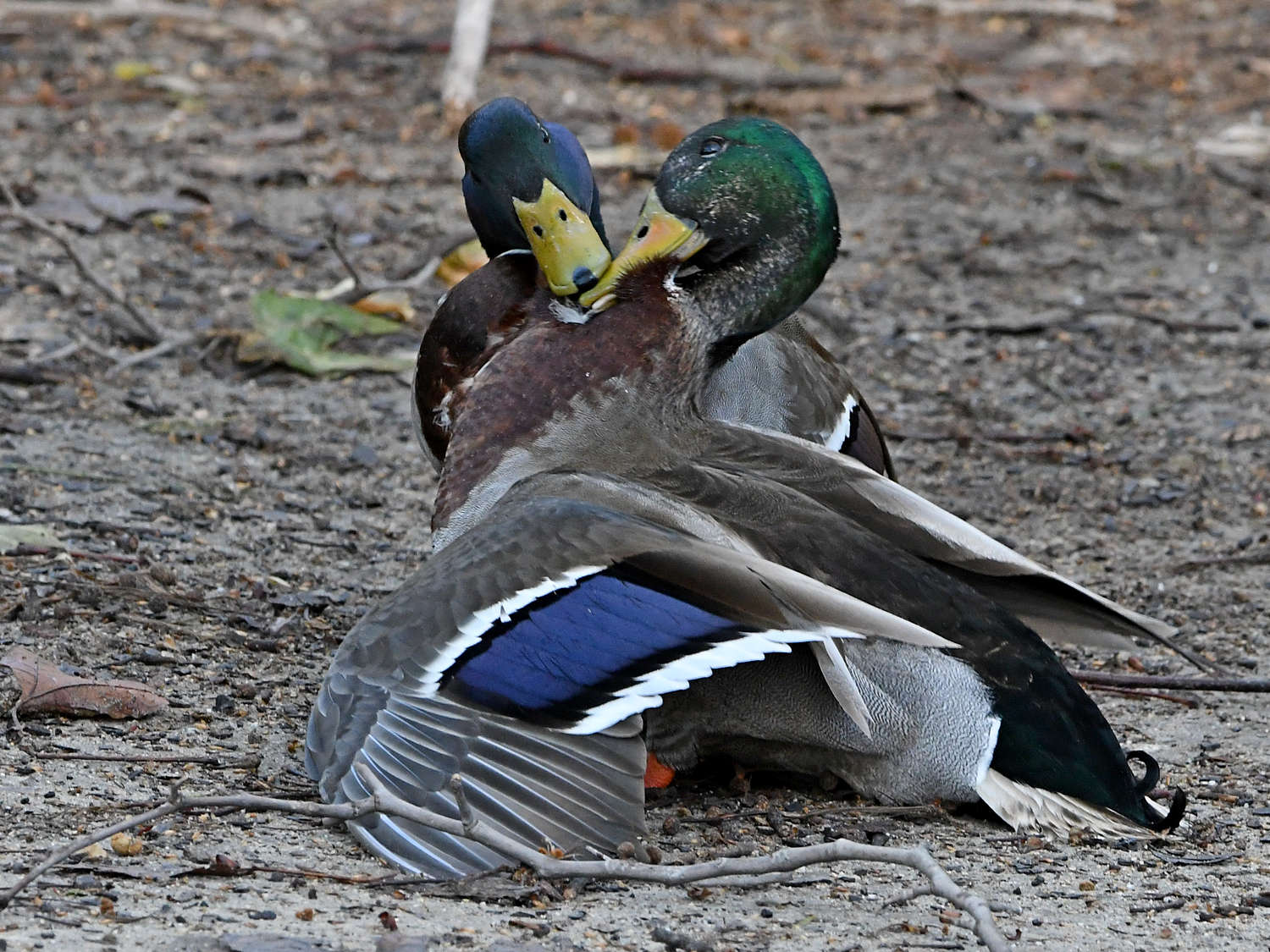 Mallard8.jpg