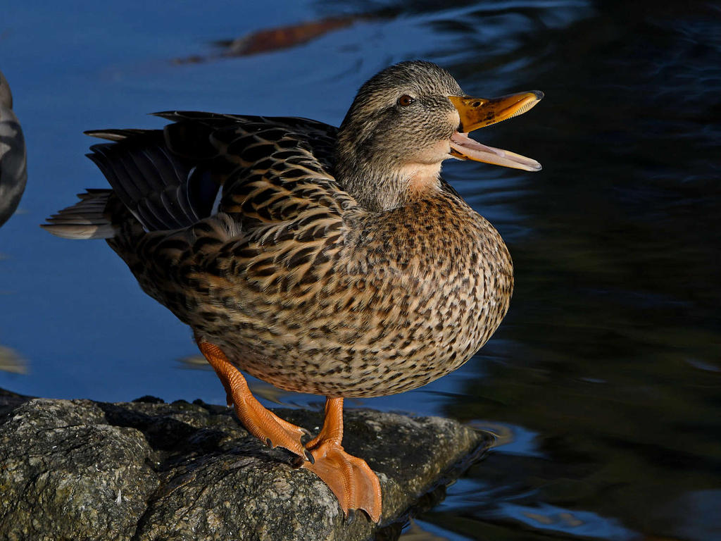 Mallard9.jpg