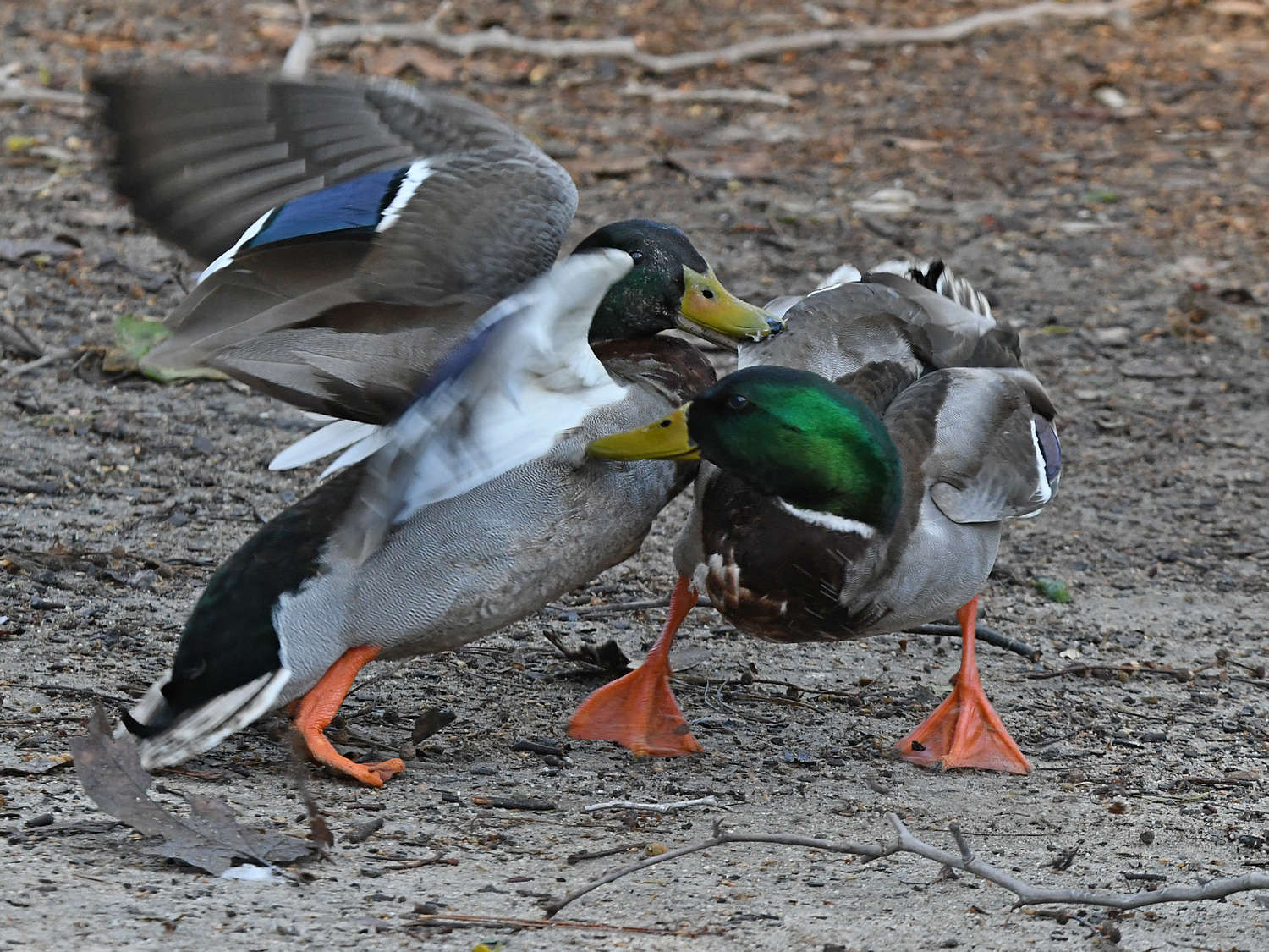 Mallard9.jpg