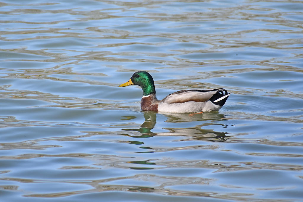 Mallard_00001.jpg