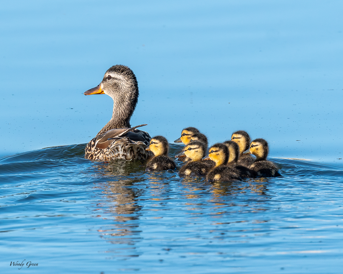 MallardBabies-41.jpg