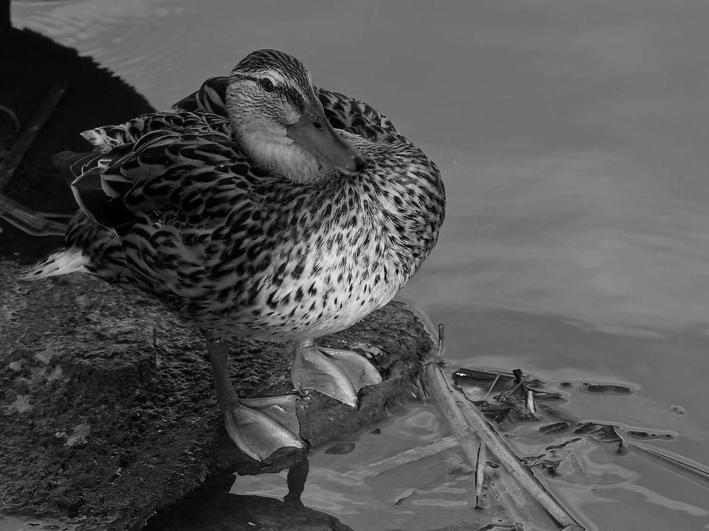 MallardBW.jpg