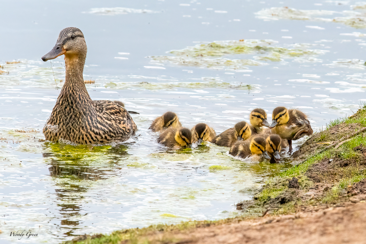 MallardDucklings-648.jpg