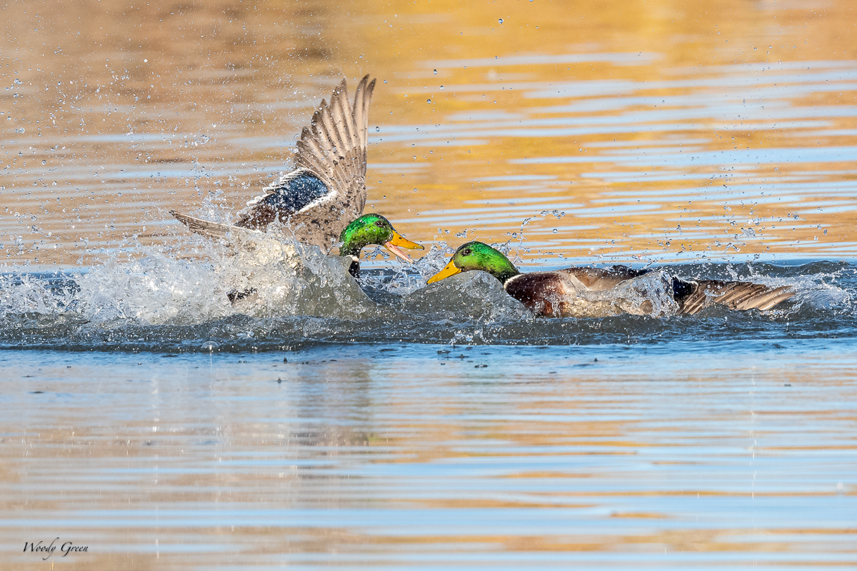 MallardFight-161.jpg