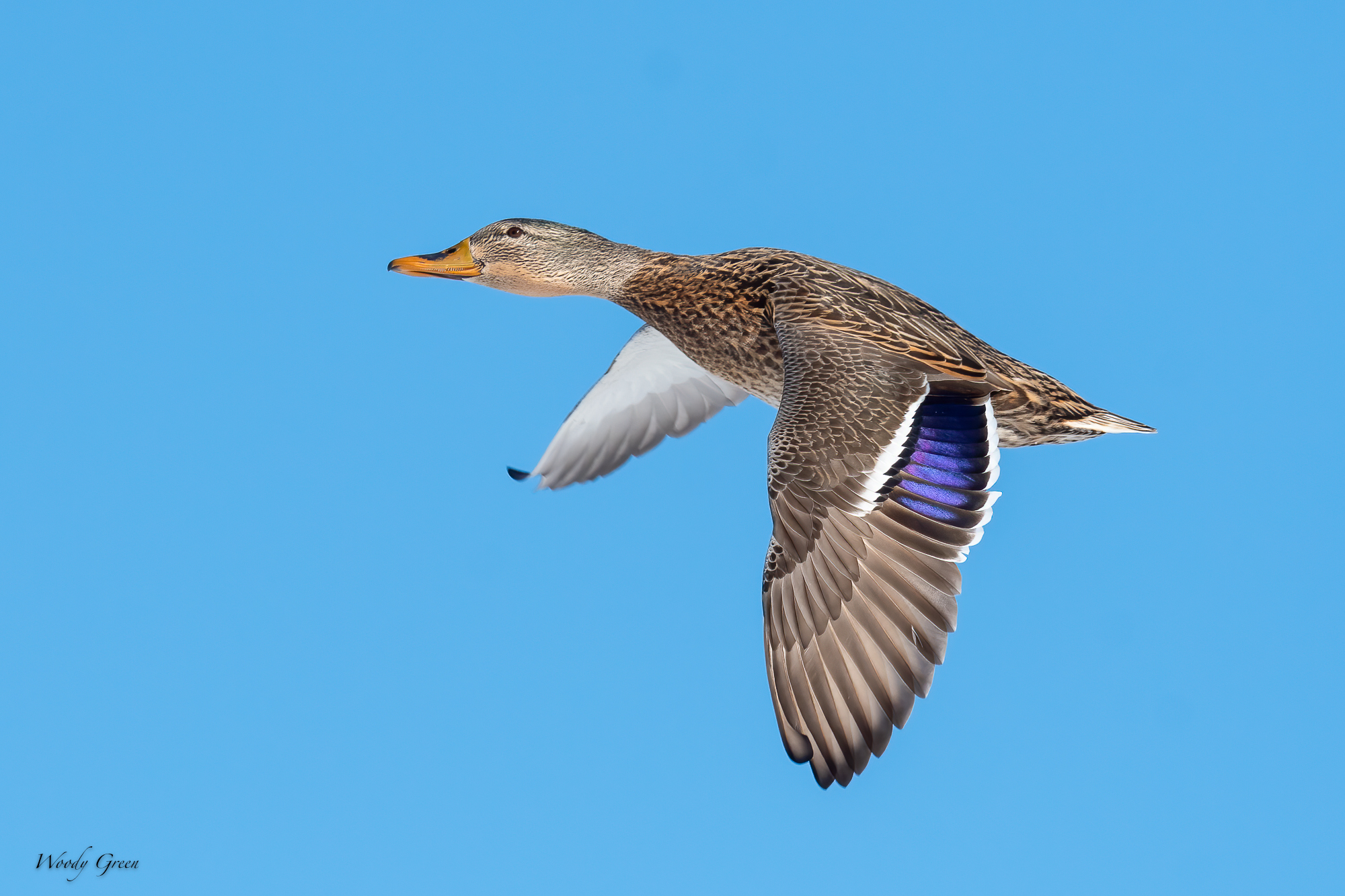 MallardFlight-566.jpg