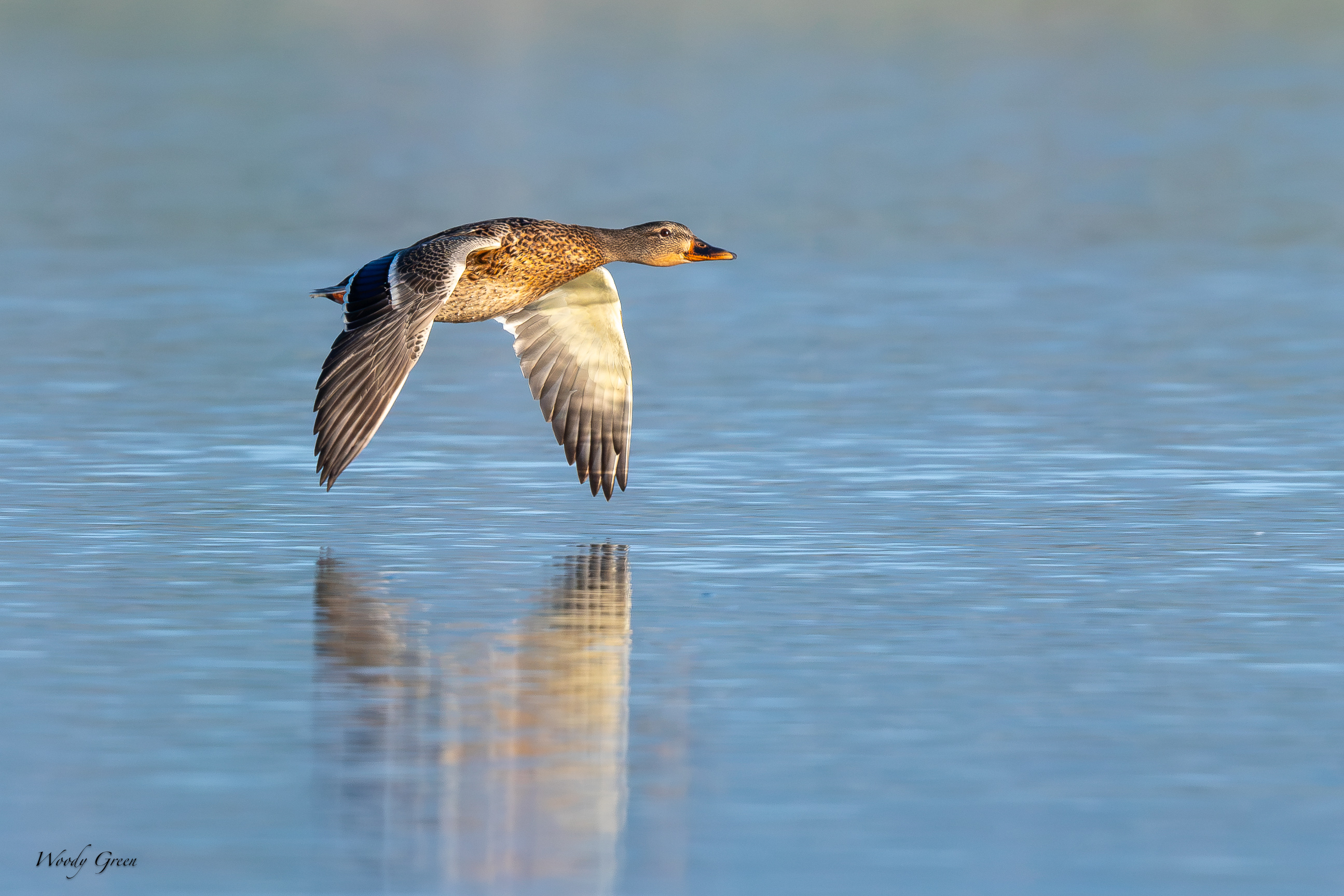 MallardFlight-703.jpg