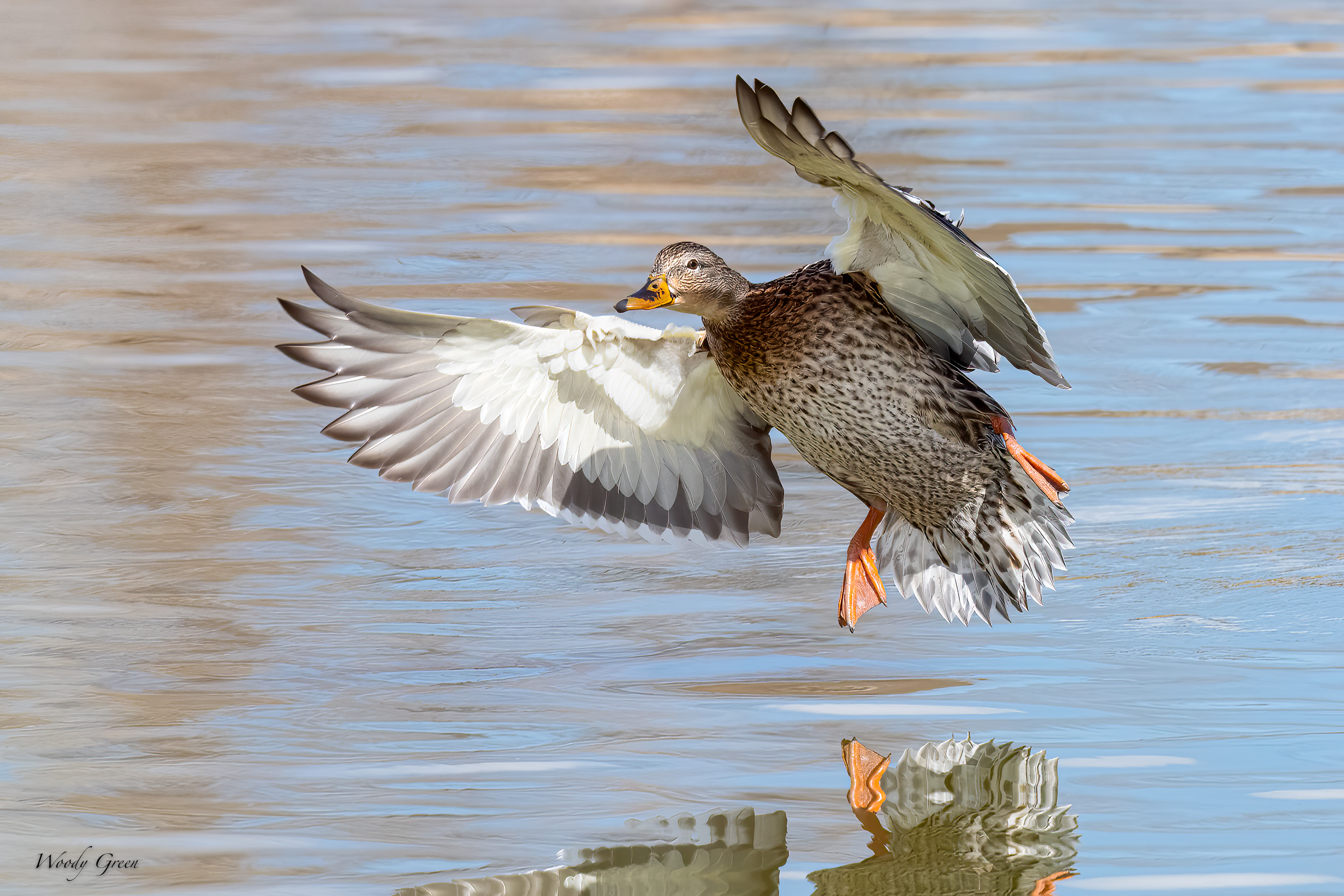 MallardLanding-582.jpg