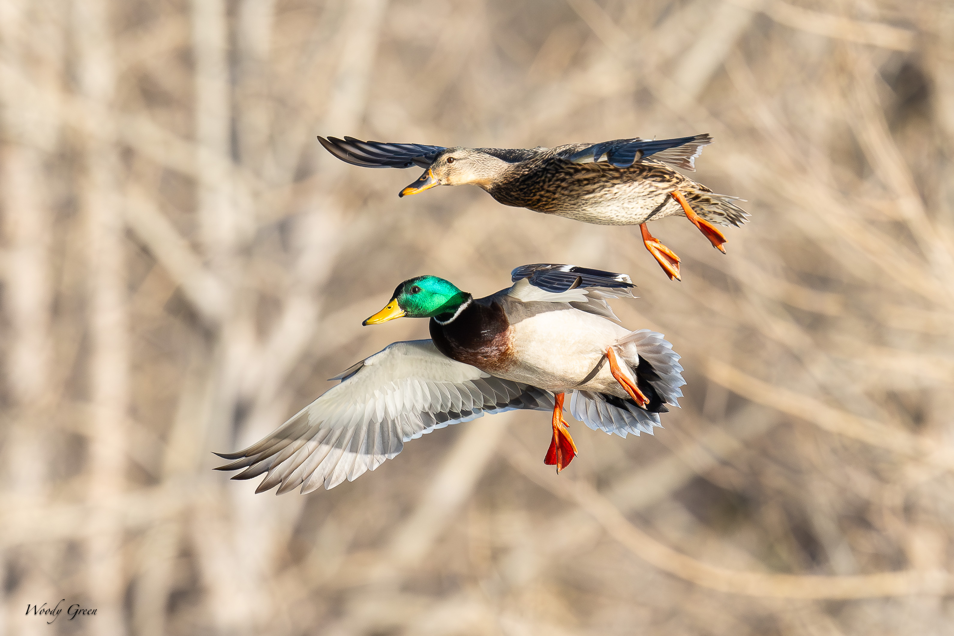 MallardPairFlight-13.jpg
