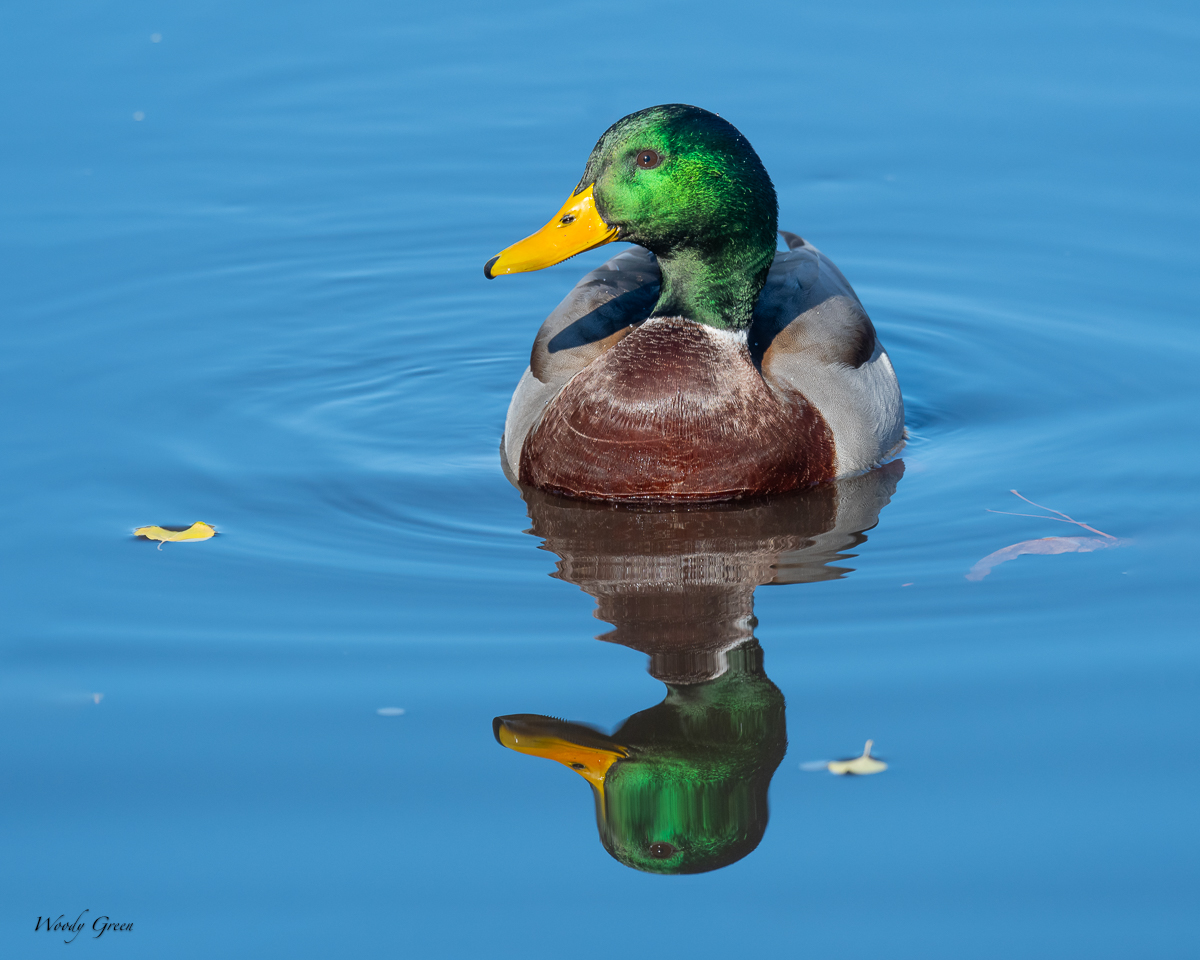 MallardReflection-160.jpg
