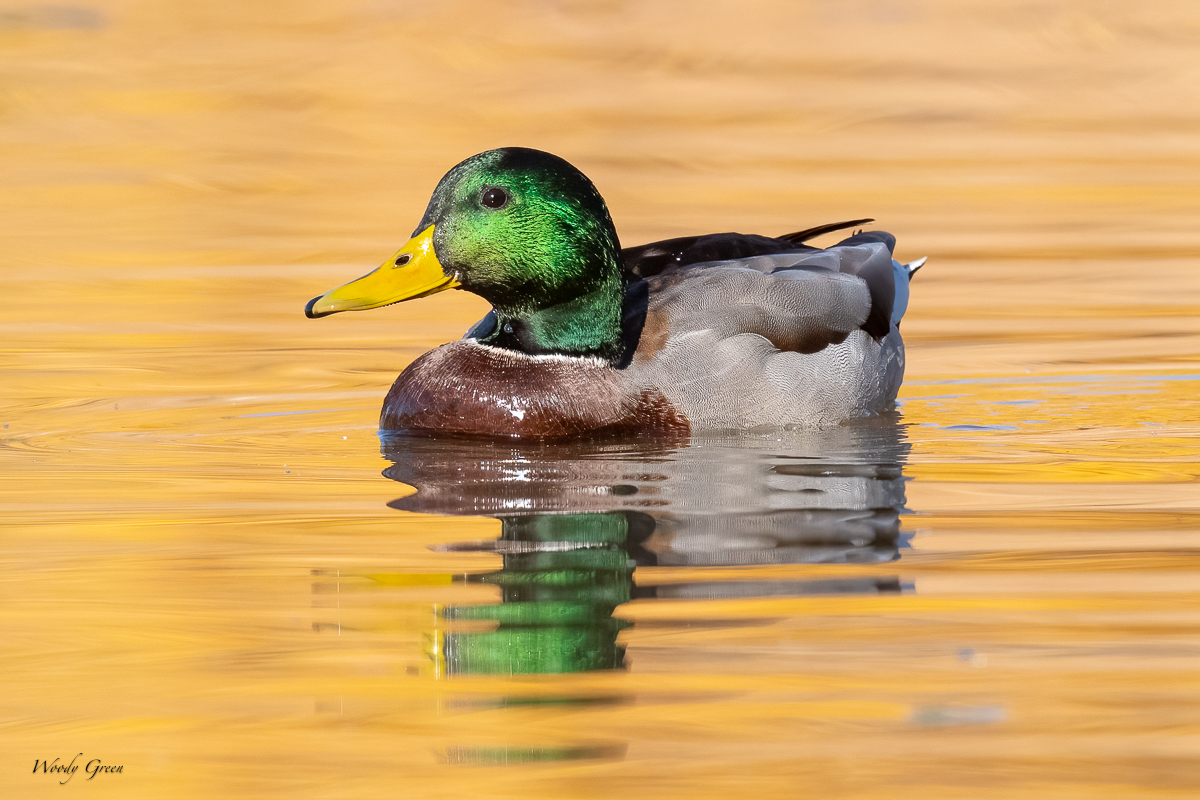 MallardReflection-200.jpg