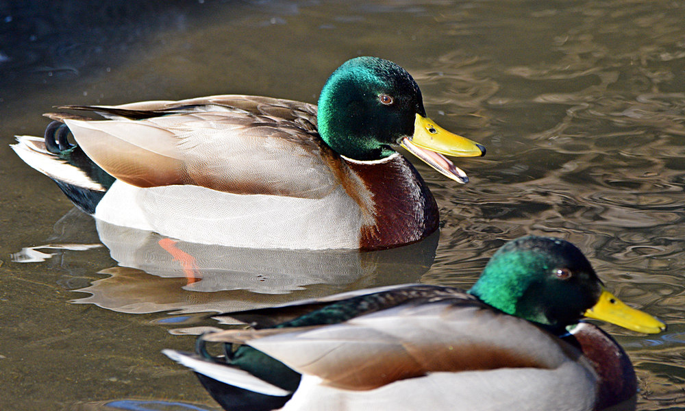 Mallards.jpg