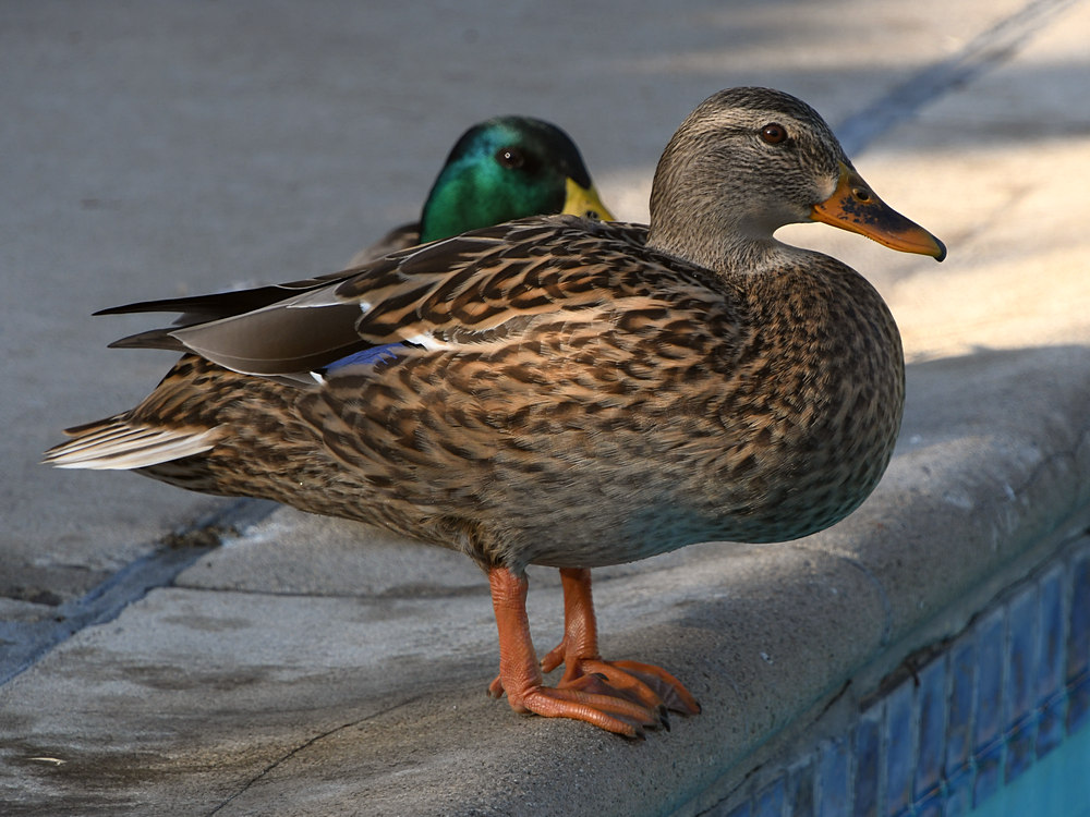 Mallards.jpg