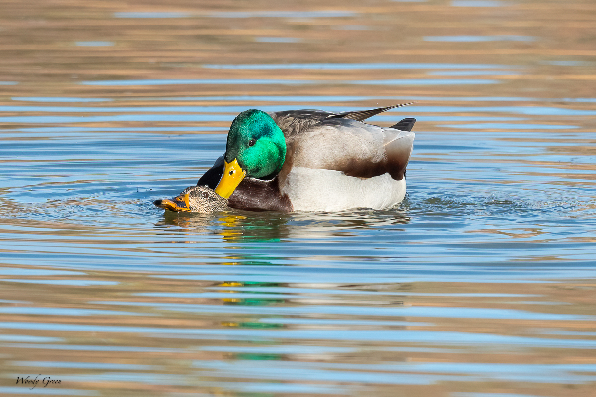 MallardsMating-202.jpg