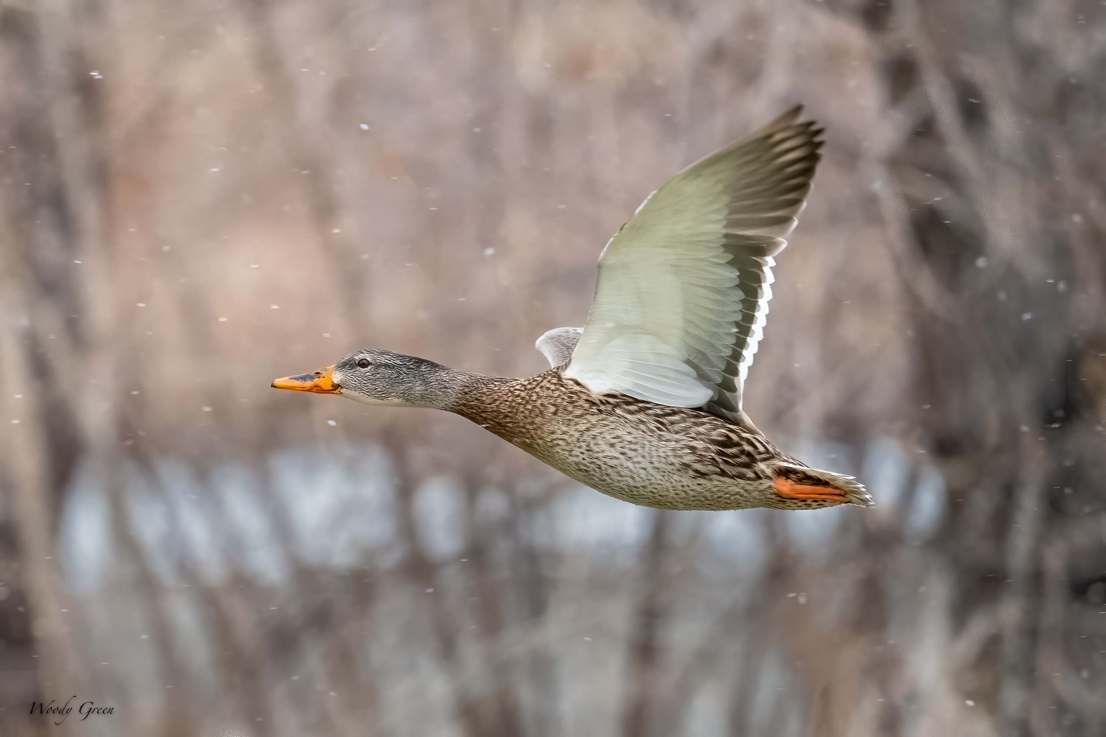 MallardSnow-582.jpg